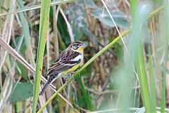 Yellow-breasted Bunting